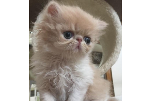 成約済ののエキゾチックショートヘア-31961